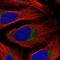 DEAD-Box Helicase 28 antibody, HPA053585, Atlas Antibodies, Immunofluorescence image 