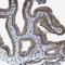 Transmembrane Protein 53 antibody, PA5-54332, Invitrogen Antibodies, Immunohistochemistry frozen image 