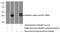 MAGE Family Member F1 antibody, 24105-1-AP, Proteintech Group, Western Blot image 