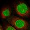 Sterile Alpha Motif Domain Containing 15 antibody, HPA030673, Atlas Antibodies, Immunocytochemistry image 