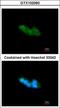 Mesencephalic Astrocyte Derived Neurotrophic Factor antibody, GTX102060, GeneTex, Immunocytochemistry image 