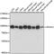 AFG3 Like Matrix AAA Peptidase Subunit 2 antibody, 16-029, ProSci, Western Blot image 