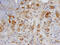 Bone Morphogenetic Protein 3 antibody, AF113, R&D Systems, Immunohistochemistry paraffin image 
