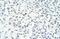 Matrin 3 antibody, NBP1-57359, Novus Biologicals, Immunohistochemistry frozen image 