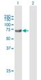 Acyl-CoA Synthetase Bubblegum Family Member 2 antibody, H00081616-B01P, Novus Biologicals, Western Blot image 