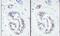 Tripartite Motif Containing 28 antibody, NB500-158, Novus Biologicals, Immunohistochemistry frozen image 