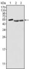 Protein Tyrosine Kinase 6 antibody, abx011745, Abbexa, Enzyme Linked Immunosorbent Assay image 