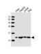 Chaperonin-10 antibody, PA5-72150, Invitrogen Antibodies, Western Blot image 