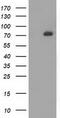 SAM And HD Domain Containing Deoxynucleoside Triphosphate Triphosphohydrolase 1 antibody, CF502050, Origene, Western Blot image 