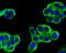 Actinin Alpha 4 antibody, NBP2-75404, Novus Biologicals, Immunofluorescence image 