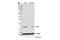 Microtubule Associated Protein 1 Light Chain 3 Gamma antibody, 14736S, Cell Signaling Technology, Western Blot image 