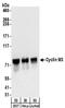 Cyclin And CBS Domain Divalent Metal Cation Transport Mediator 3 antibody, NBP2-32134, Novus Biologicals, Western Blot image 