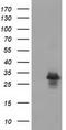 RASD Family Member 2 antibody, LS-C172473, Lifespan Biosciences, Western Blot image 