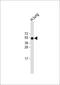 Receptor activity-modifying protein 3 antibody, 58-214, ProSci, Western Blot image 