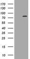 Peptidyl Arginine Deiminase 4 antibody, MA5-26009, Invitrogen Antibodies, Western Blot image 