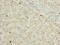 Glutamic-Oxaloacetic Transaminase 2 antibody, CSB-PA03065A0Rb, Cusabio, Immunohistochemistry paraffin image 