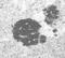 Cytochrome P450 Family 26 Subfamily A Member 1 antibody, orb109154, Biorbyt, Immunohistochemistry paraffin image 