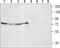 Adrenoceptor Alpha 2B antibody, TA328714, Origene, Western Blot image 