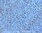 TNF Receptor Superfamily Member 11a antibody, ab13918, Abcam, Immunohistochemistry paraffin image 