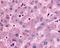 Dipeptidyl Peptidase 9 antibody, 51-144, ProSci, Immunohistochemistry paraffin image 