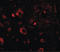 Aryl Hydrocarbon Receptor Interacting Protein Like 1 antibody, LS-B3848, Lifespan Biosciences, Immunofluorescence image 