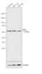 Amyloid beta A4 precursor protein-binding family A member 3 antibody, GTX23450, GeneTex, Western Blot image 