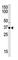 SET Domain Containing 7, Histone Lysine Methyltransferase antibody, abx026519, Abbexa, Western Blot image 