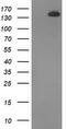 TBC1 Domain Family Member 4 antibody, M02004, Boster Biological Technology, Western Blot image 