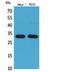 CD300 Molecule Like Family Member F antibody, STJ96840, St John