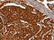 Protein Kinase D1 antibody, CSB-PA177777, Cusabio, Immunohistochemistry frozen image 