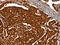 Serine/threonine-protein kinase D1 antibody, CSB-PA177777, Cusabio, Immunohistochemistry frozen image 