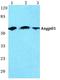 Angiopoietin Like 1 antibody, A09270, Boster Biological Technology, Western Blot image 