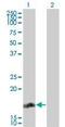 Regulator Of G Protein Signaling 13 antibody, PA5-23109, Invitrogen Antibodies, Western Blot image 