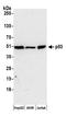 p53 antibody, A500-015A, Bethyl Labs, Western Blot image 