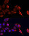 TIMP Metallopeptidase Inhibitor 1 antibody, 15-251, ProSci, Immunofluorescence image 