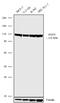 Argonaute RISC Catalytic Component 3 antibody, 711756, Invitrogen Antibodies, Western Blot image 