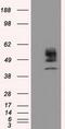 Cytochrome P450 Family 1 Subfamily A Member 2 antibody, GTX84643, GeneTex, Western Blot image 