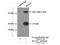 BAALC Binder Of MAP3K1 And KLF4 antibody, 24997-1-AP, Proteintech Group, Immunoprecipitation image 