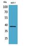 Cerberus 1, DAN Family BMP Antagonist antibody, A06475, Boster Biological Technology, Western Blot image 