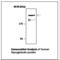 Thyroglobulin antibody, LS-C62130, Lifespan Biosciences, Western Blot image 
