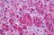 Solute Carrier Family 17 Member 7 antibody, MBS243639, MyBioSource, Immunohistochemistry frozen image 