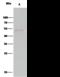 Protein Tyrosine Phosphatase Non-Receptor Type 1 antibody, 10304-R226, Sino Biological, Immunoprecipitation image 