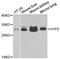 H1 Histone Family Member 0 antibody, MBS129625, MyBioSource, Western Blot image 