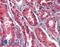 Apoptosis Inducing Factor Mitochondria Associated 1 antibody, LS-B3765, Lifespan Biosciences, Immunohistochemistry paraffin image 