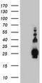 Biogenesis Of Lysosomal Organelles Complex 1 Subunit 6 antibody, MA5-25835, Invitrogen Antibodies, Western Blot image 