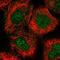 Archaelysin Family Metallopeptidase 2 antibody, PA5-54751, Invitrogen Antibodies, Immunofluorescence image 