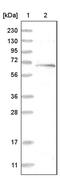 Protein RUFY3 antibody, PA5-54644, Invitrogen Antibodies, Western Blot image 