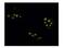 Farnesyl antibody, PA1-12554, Invitrogen Antibodies, Immunofluorescence image 