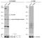 Hepatocyte Growth Factor antibody, GTX129003, GeneTex, Western Blot image 