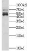 Kelch Like Family Member 12 antibody, FNab04610, FineTest, Western Blot image 